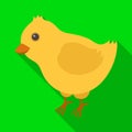 Yellow fluffy chick . Easter single icon in flat style vector symbol stock illustration. Royalty Free Stock Photo