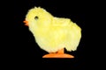 Yellow Fluffy Chick Toy, Side View Royalty Free Stock Photo