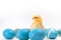 Yellow fluffy Easter chick amid blue speckled eggs
