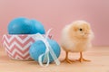 Yellow fluffy Easter chick looks at camera with blue speckled eggs