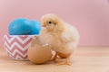 Yellow fluffy Easter chick looks at camera with egg shell