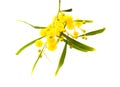 Yellow fluffy flowers on acacia Royalty Free Stock Photo