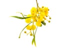 Yellow fluffy flowers on acacia Royalty Free Stock Photo