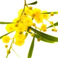 Yellow fluffy flowers on acacia Royalty Free Stock Photo