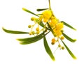 Yellow fluffy flowers on acacia Royalty Free Stock Photo