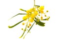 Yellow fluffy flowers on acacia Royalty Free Stock Photo