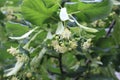 Yellow fluffy fragrant flowers blooming on a linden tree in summer in a park Royalty Free Stock Photo