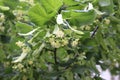 Yellow fluffy fragrant flowers blooming on a linden tree in summer in a park Royalty Free Stock Photo