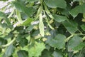 Yellow fluffy fragrant flowers blooming on a linden tree in summer in a park Royalty Free Stock Photo