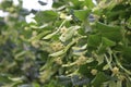 Yellow fluffy fragrant flowers blooming on a linden tree in summer in a park Royalty Free Stock Photo