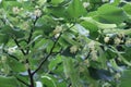 Yellow fluffy fragrant flowers blooming on a linden tree in summer in a park Royalty Free Stock Photo