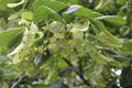 Yellow fluffy fragrant flowers blooming on a linden tree in summer in a park Royalty Free Stock Photo