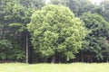 Yellow fluffy fragrant flowers blooming on a linden tree in summer in a park Royalty Free Stock Photo