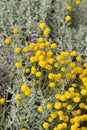 Yellow small fluffy flowers in a flower bed Royalty Free Stock Photo