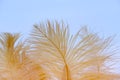 Yellow fluffy ostrich feather background, delicate luxury texture for designer, text mockup, cards. Smooth elegant texture can use