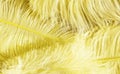 Yellow fluffy ostrich feathers close up on craft paper background with copy space for text Royalty Free Stock Photo