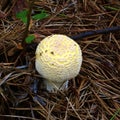 American Yellow Fly Agaric Mushroom