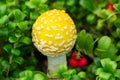 Yellow Fly agaric mushroom grows among red bearberries