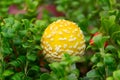 Yellow Fly agaric mushroom grows among red bearberries