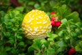 Yellow Fly agaric mushroom grows among red bearberries