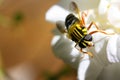 Yellow fly macro Royalty Free Stock Photo