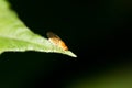 Yellow fly on nature. macro Royalty Free Stock Photo