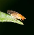 Yellow fly on nature. macro Royalty Free Stock Photo