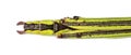 Yellow Flying Stick, Necroscia annulipes, phasma Royalty Free Stock Photo