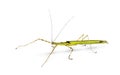 Yellow Flying Stick, Necroscia annulipes, phasma Royalty Free Stock Photo