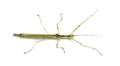 Yellow Flying Stick, Necroscia annulipes, phasma