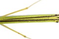 Yellow Flying Stick, Necroscia annulipes, phasma Royalty Free Stock Photo