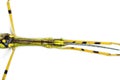 Yellow Flying Stick, Necroscia annulipes, phasma