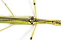 Yellow Flying Stick, Necroscia annulipes, phasma