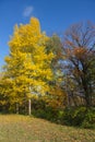 Yellow foliage of aspen in autumn.