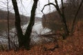 Yellow foliage falls from trees growing on the shore of a forest lake Autumn has come in the forest. The dry tree fell. The rain i Royalty Free Stock Photo