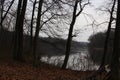 Yellow foliage falls from trees growing on the shore of a forest lake Autumn has come in the forest. The dry tree fell. The rain i Royalty Free Stock Photo