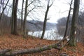 Yellow foliage falls from trees growing on the shore of a forest lake Autumn has come in the forest. The dry tree fell. The rain i Royalty Free Stock Photo