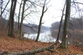 Yellow foliage falls from trees growing on the shore of a forest lake Autumn has come in the forest. The dry tree fell. The rain i Royalty Free Stock Photo