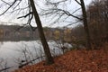 Yellow foliage falls from trees growing on the shore of a forest lake Autumn has come in the forest. The dry tree fell. The rain i Royalty Free Stock Photo