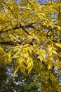 Fraxinus pennsylvanica tree in autumn