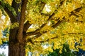 The yellow foliage of a ginkgo biloba tree in the fall season Royalty Free Stock Photo