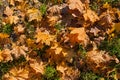 Yellow foliage from a maple tree lies on the grass. Fallen leaves of trees