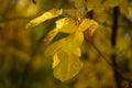 Yellow foliage onn the tree in the autumn forest close up Royalty Free Stock Photo