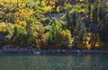 The yellow foliage shines of midday sun