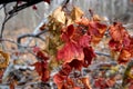 Branches of bushes with red autumn leaves