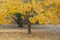 Yellow foliage on single small tree in fall Royalty Free Stock Photo