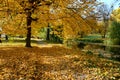 The yellow foliage on trees in Olexandria Park Royalty Free Stock Photo