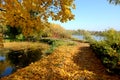 The yellow foliage on trees in Olexandria Park Royalty Free Stock Photo