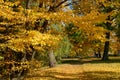 The yellow foliage on trees in Olexandria Park Royalty Free Stock Photo