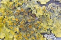 Yellow foliose lichen Royalty Free Stock Photo